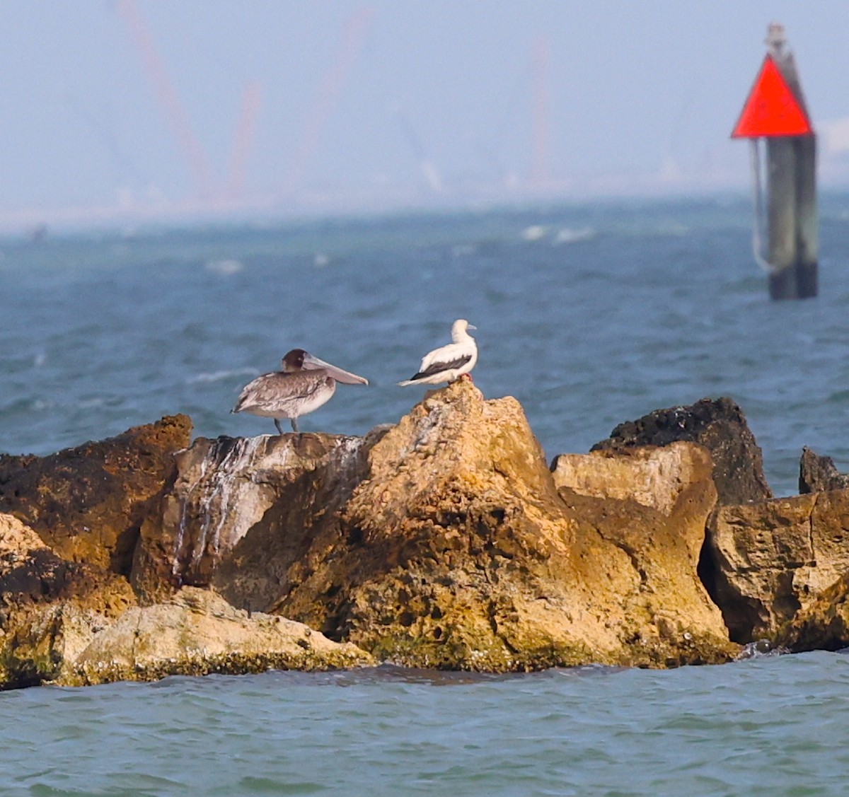 Red-footed Booby - ML645618236