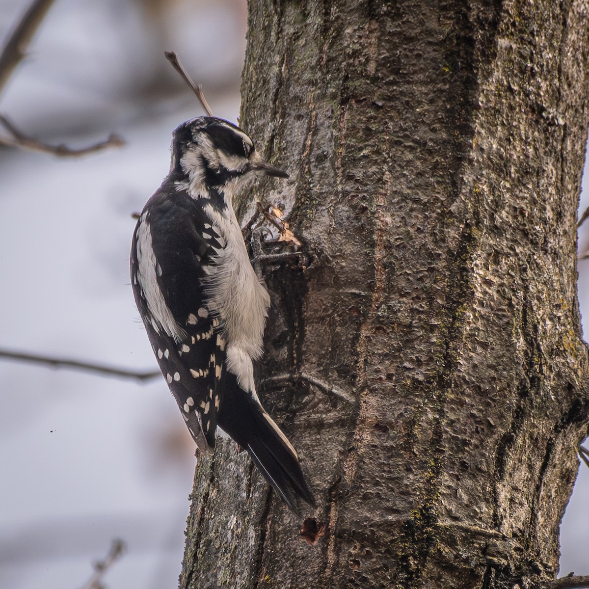 Pico Velloso - ML645618242