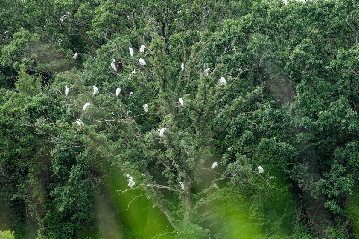 Great Egret - ML645618243