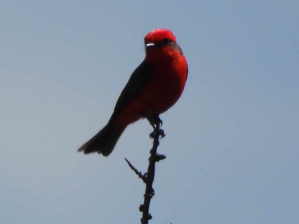 Vermilion Flycatcher - ML645618251