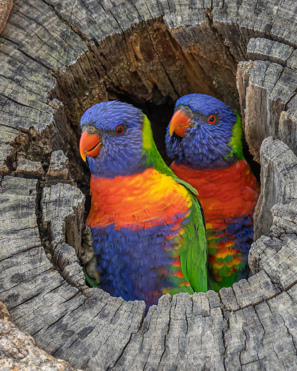 Rainbow Lorikeet - ML645618252