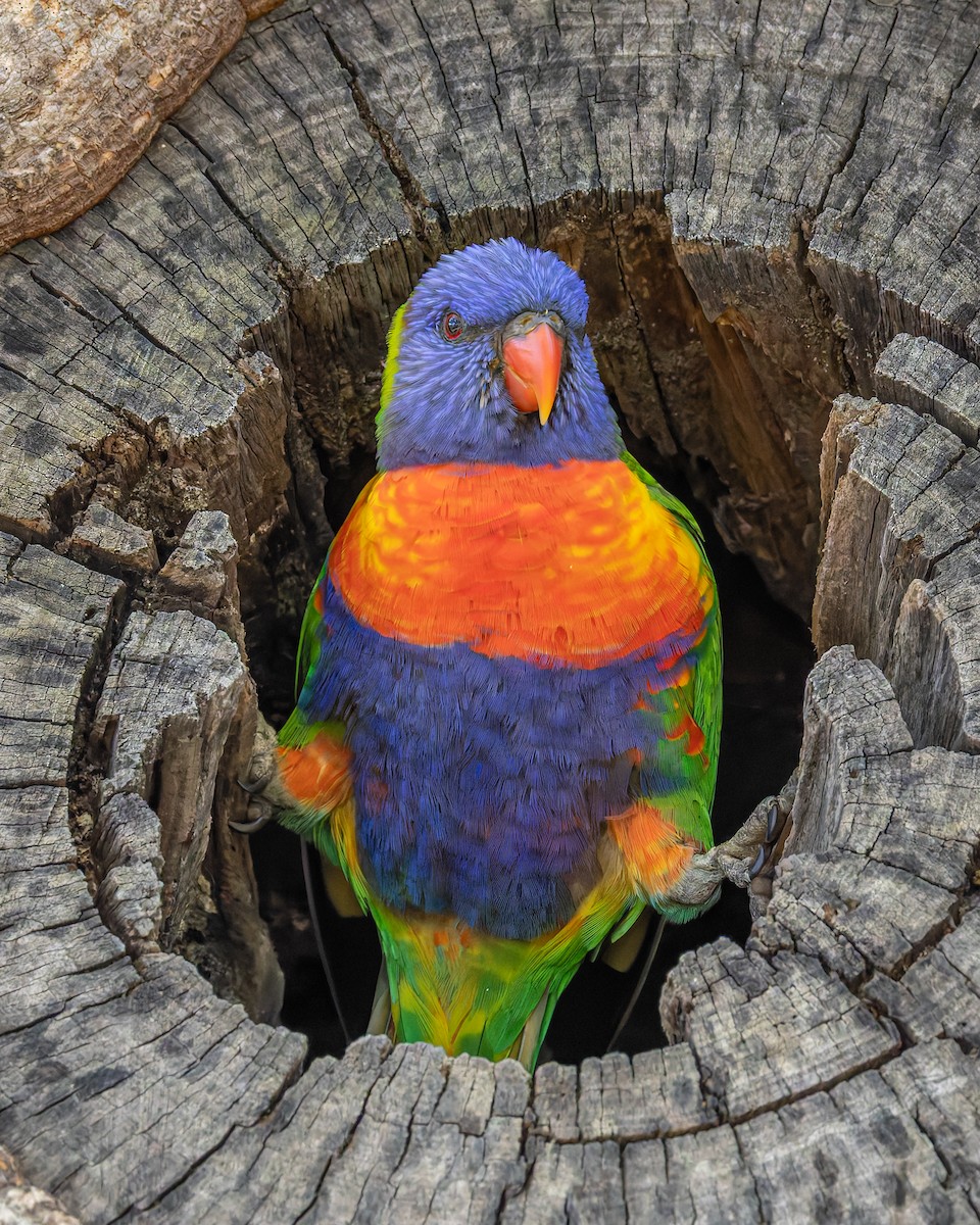 Rainbow Lorikeet - ML645618253