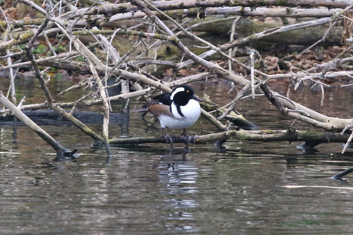 Hooded Merganser - ML645618255