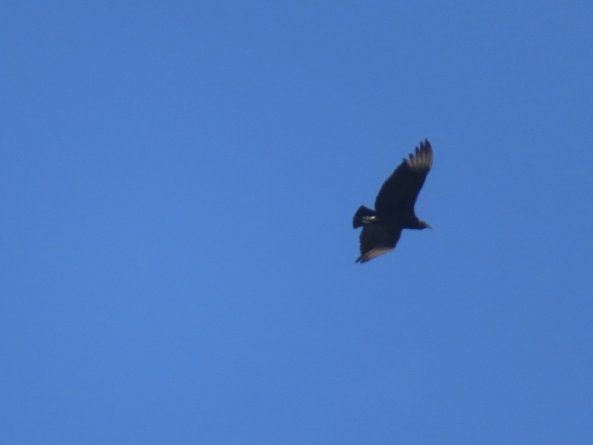 Black Vulture - ML645618257