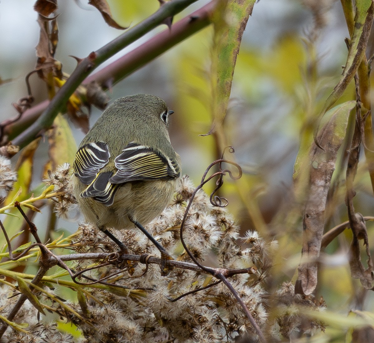 králíček americký - ML645618264