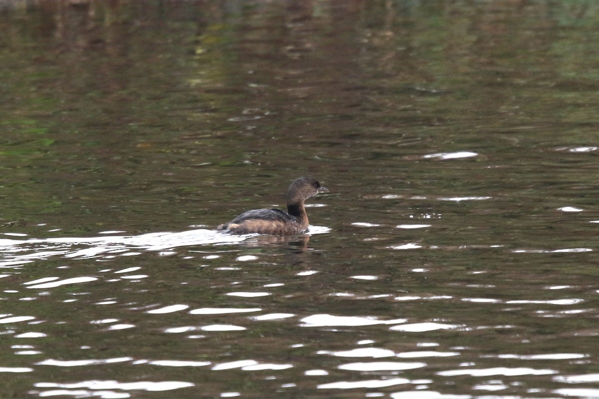 Pied-billed Grebe - ML645618265