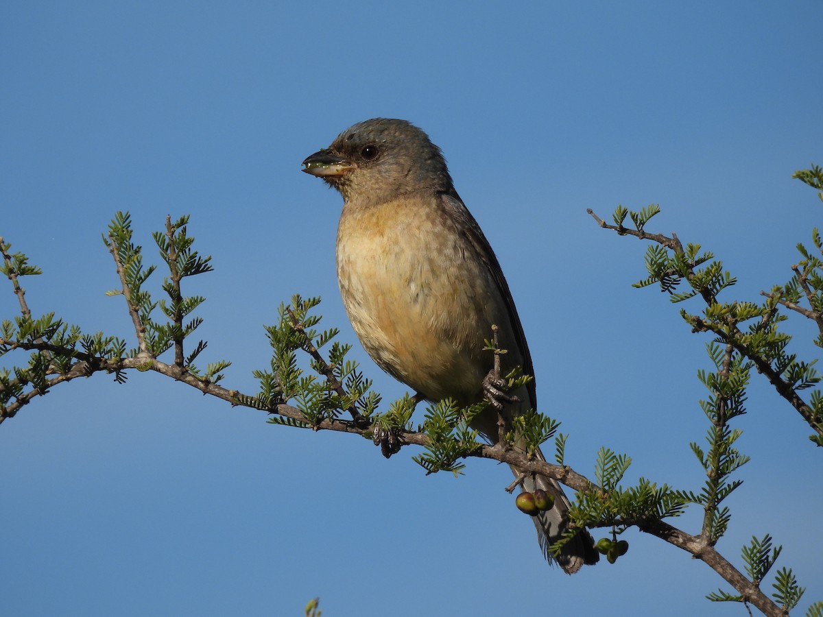 Blue-and-yellow Tanager - ML645618275