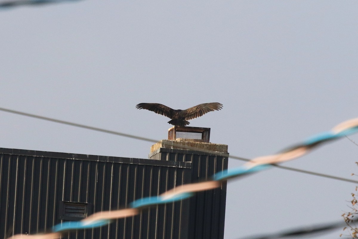 Turkey Vulture - ML645618279