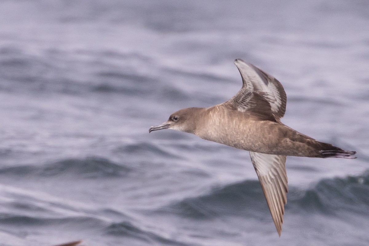Sooty Shearwater - ML645618280