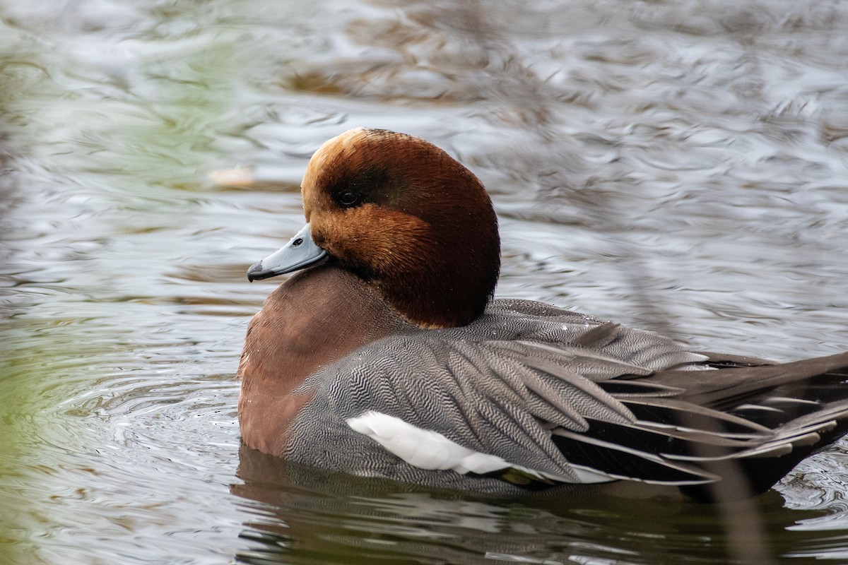 Зээрд нугас - ML645618295