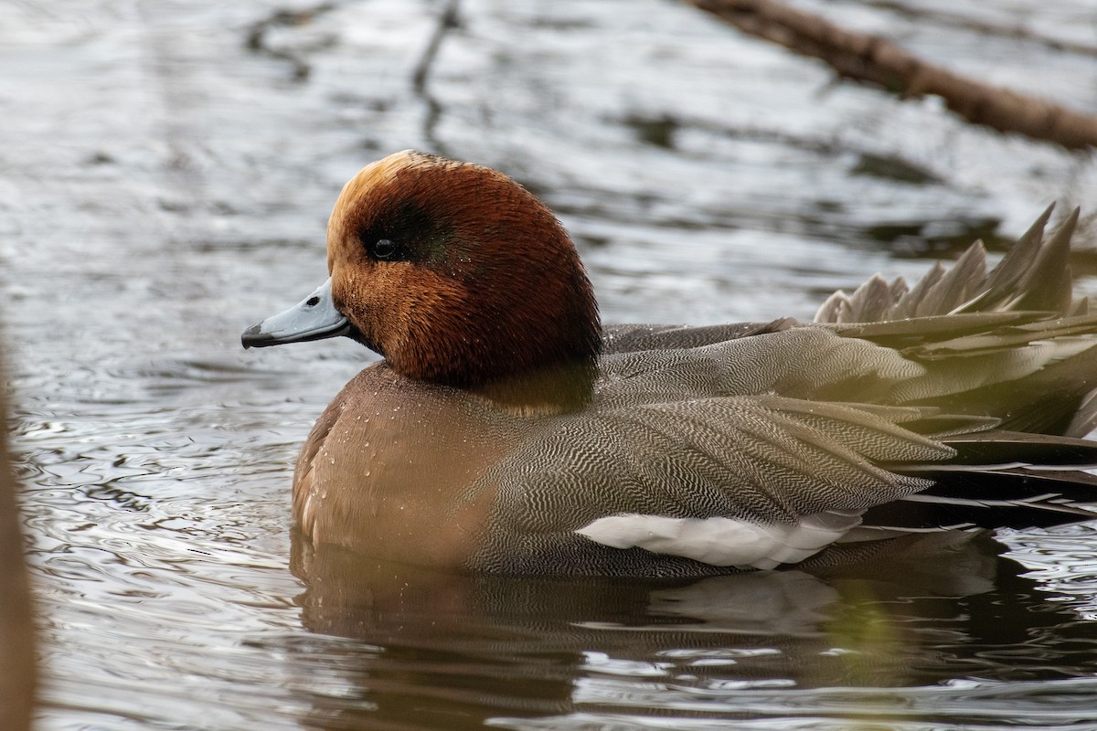 Зээрд нугас - ML645618296