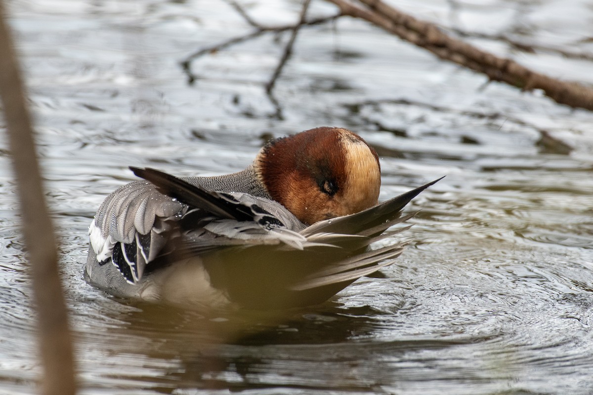 Зээрд нугас - ML645618297