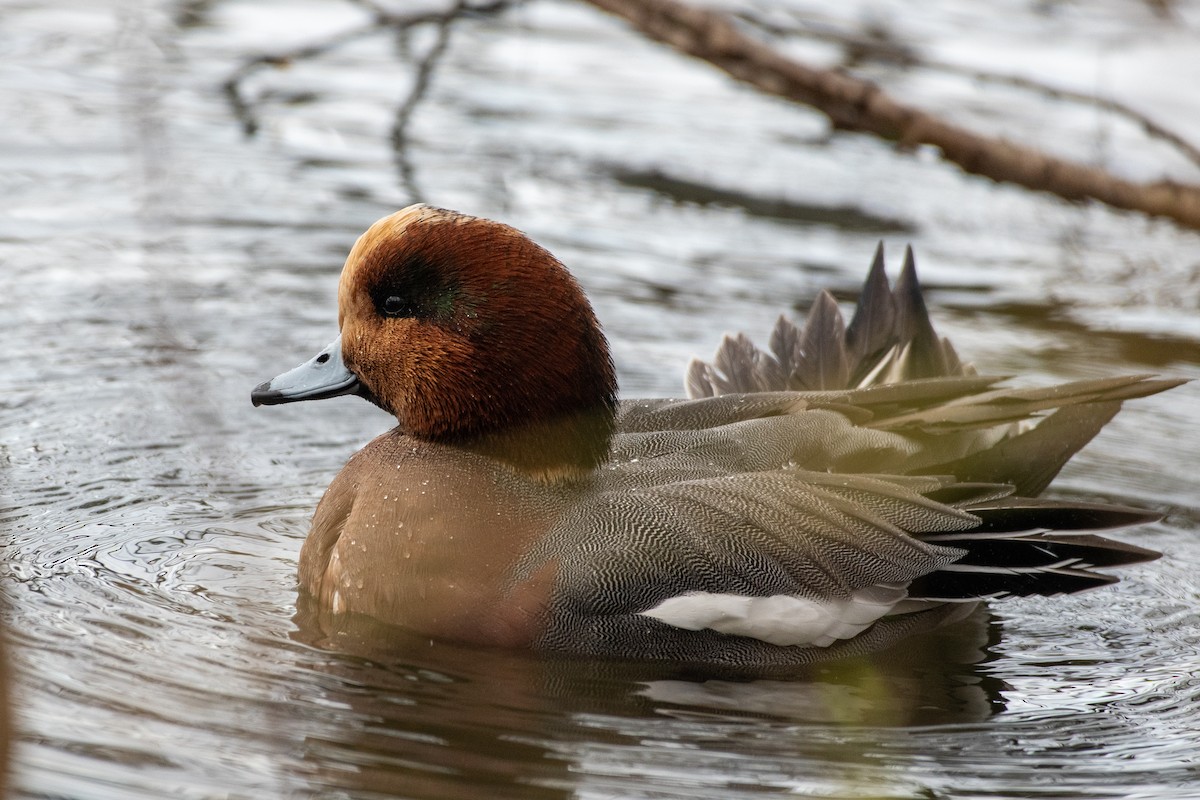 Зээрд нугас - ML645618298
