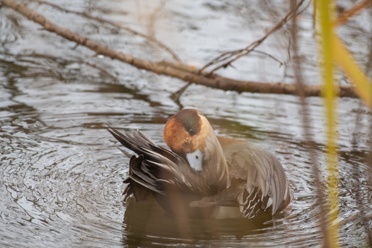 Зээрд нугас - ML645618299
