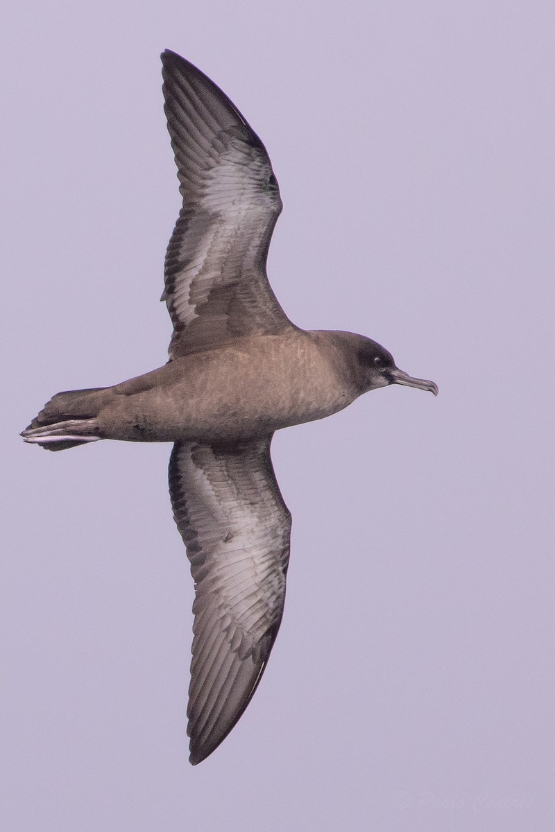 Sooty Shearwater - ML645618308