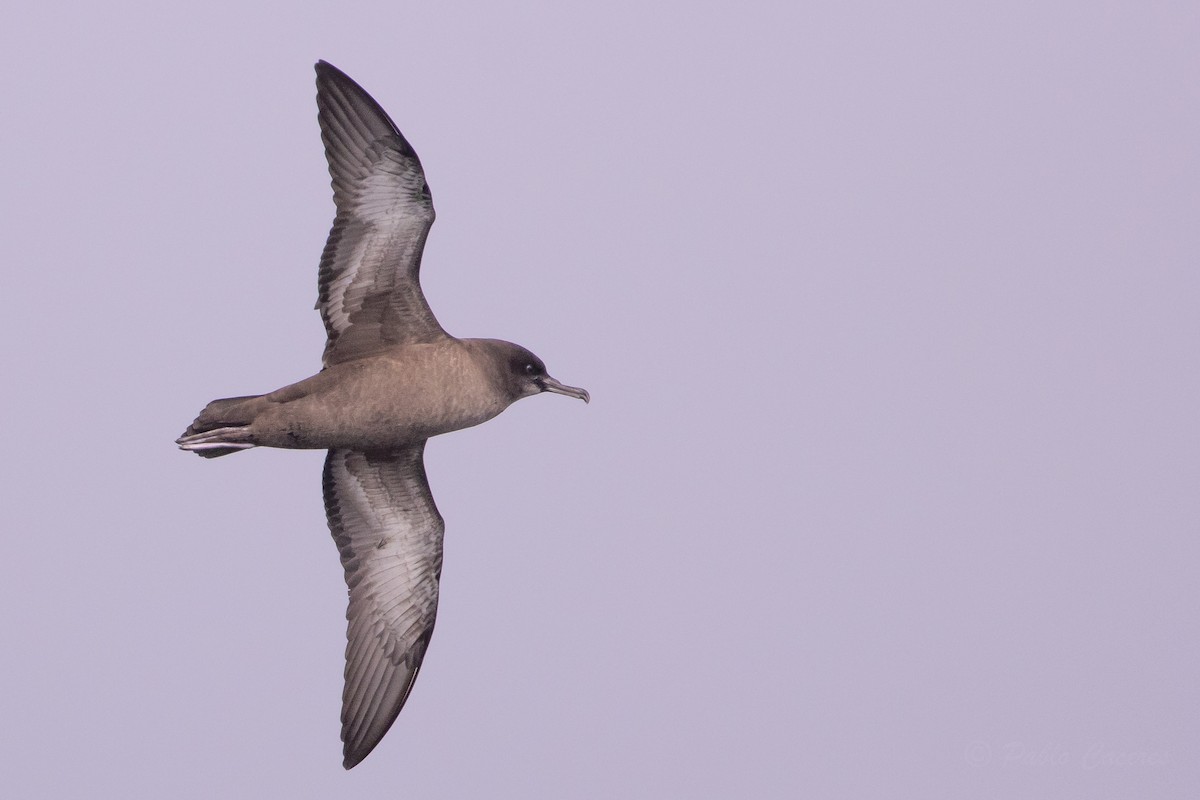 Sooty Shearwater - ML645618309