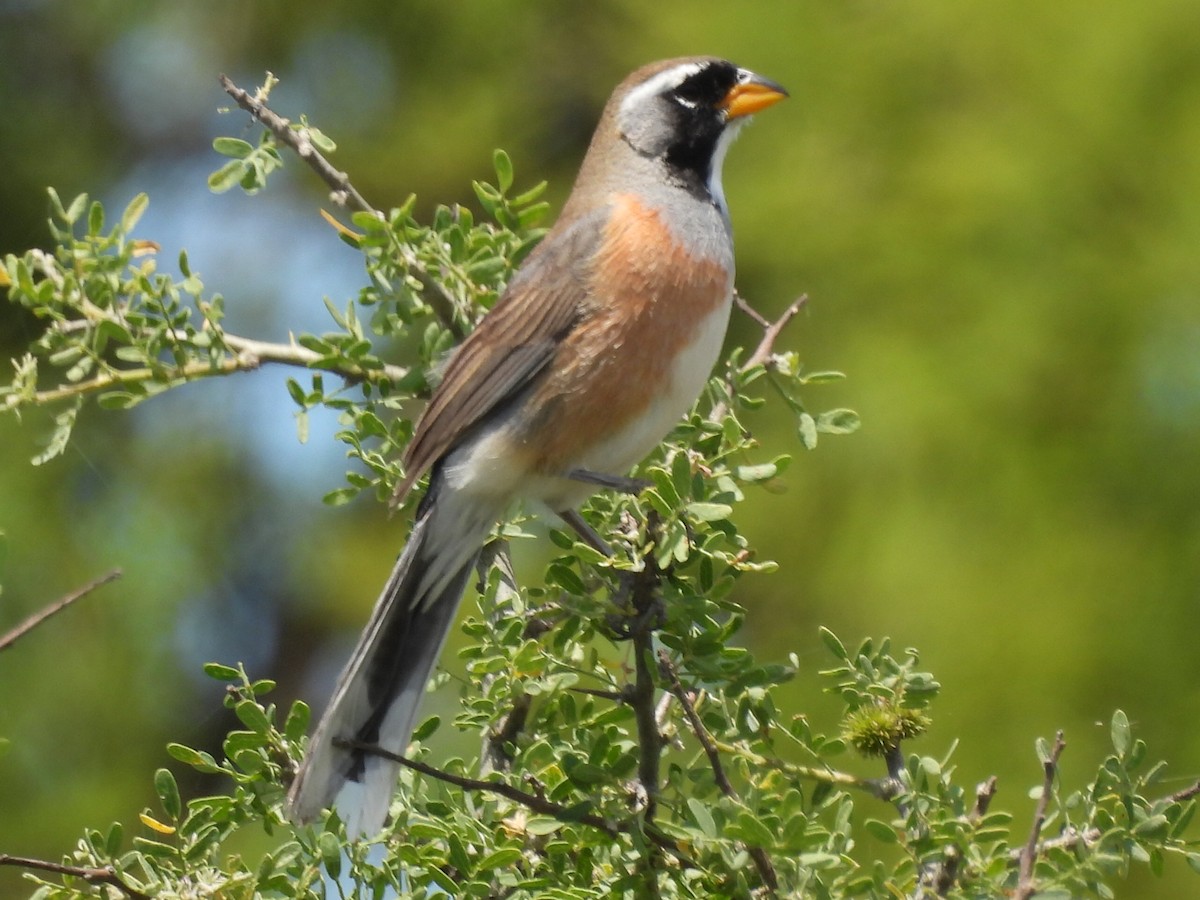 Many-colored Chaco Finch - ML645618311