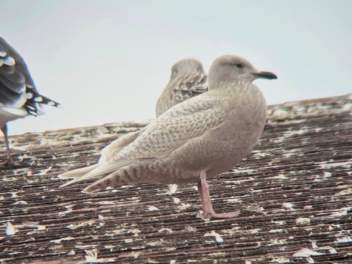 Iceland Gull - ML645618315
