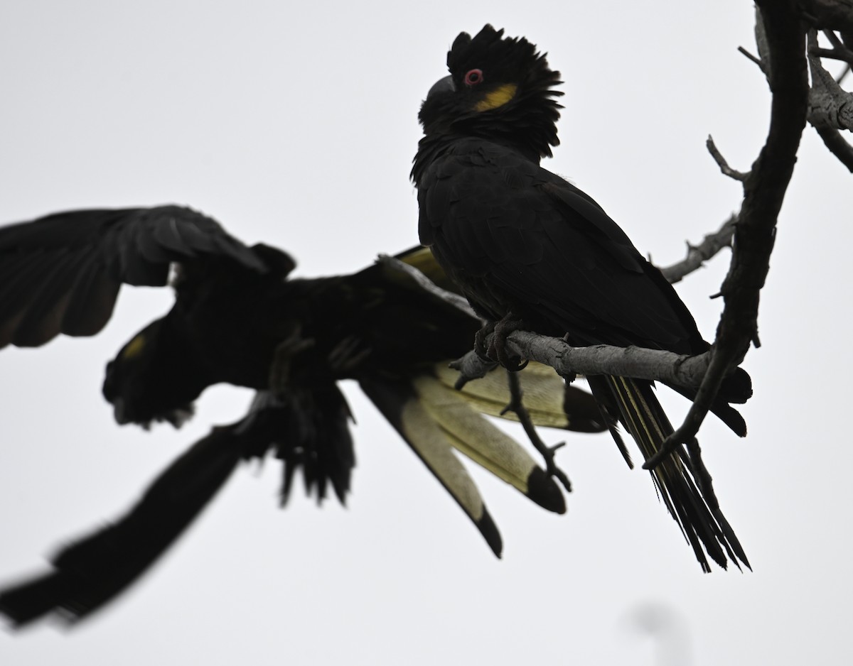 Yellow-tailed Black-Cockatoo - ML645618354
