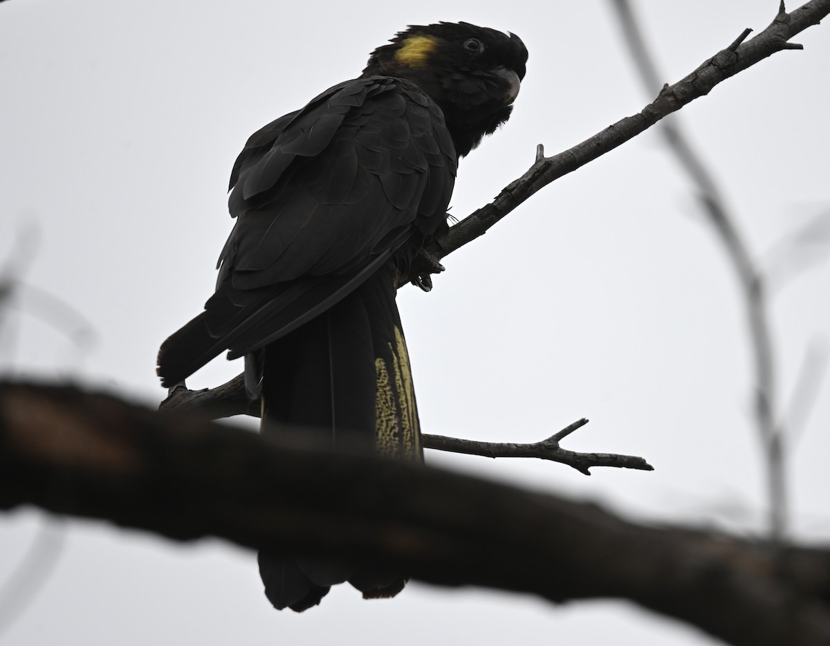 Yellow-tailed Black-Cockatoo - ML645618355
