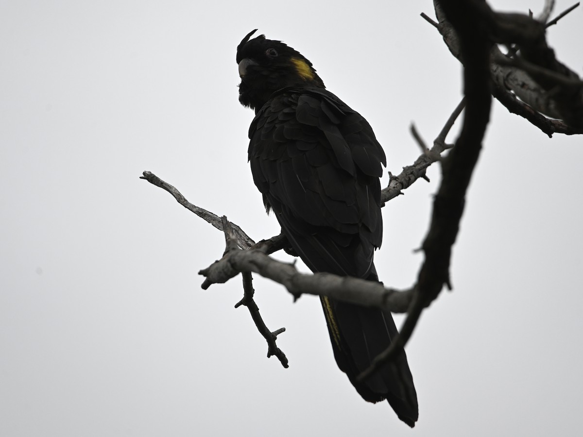 Yellow-tailed Black-Cockatoo - ML645618356