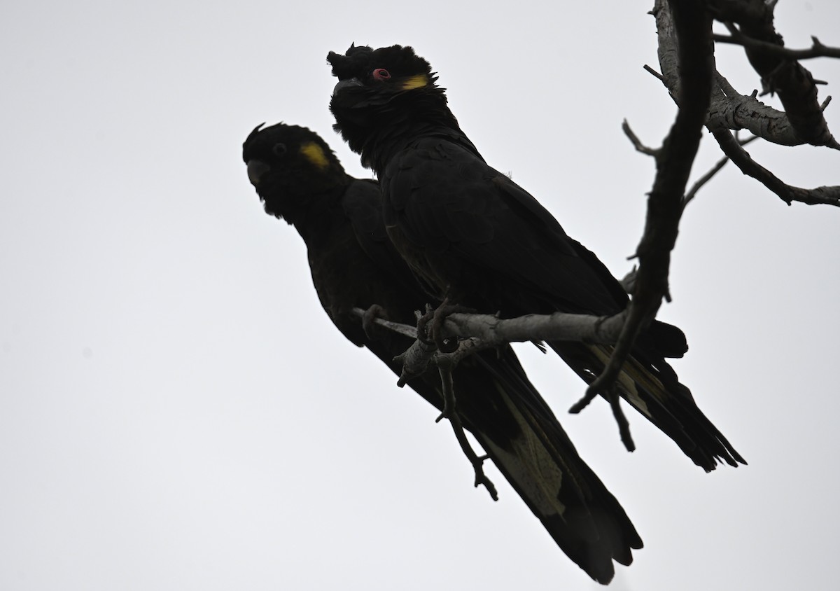 Yellow-tailed Black-Cockatoo - ML645618357