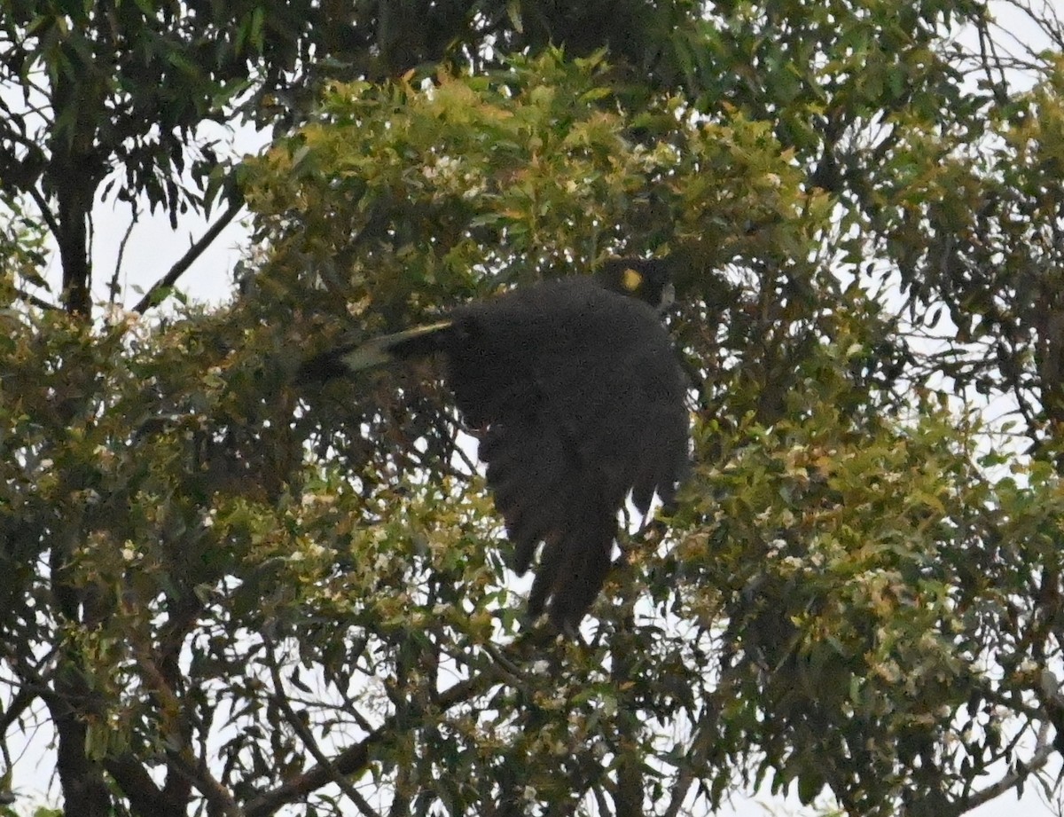 Yellow-tailed Black-Cockatoo - ML645618361