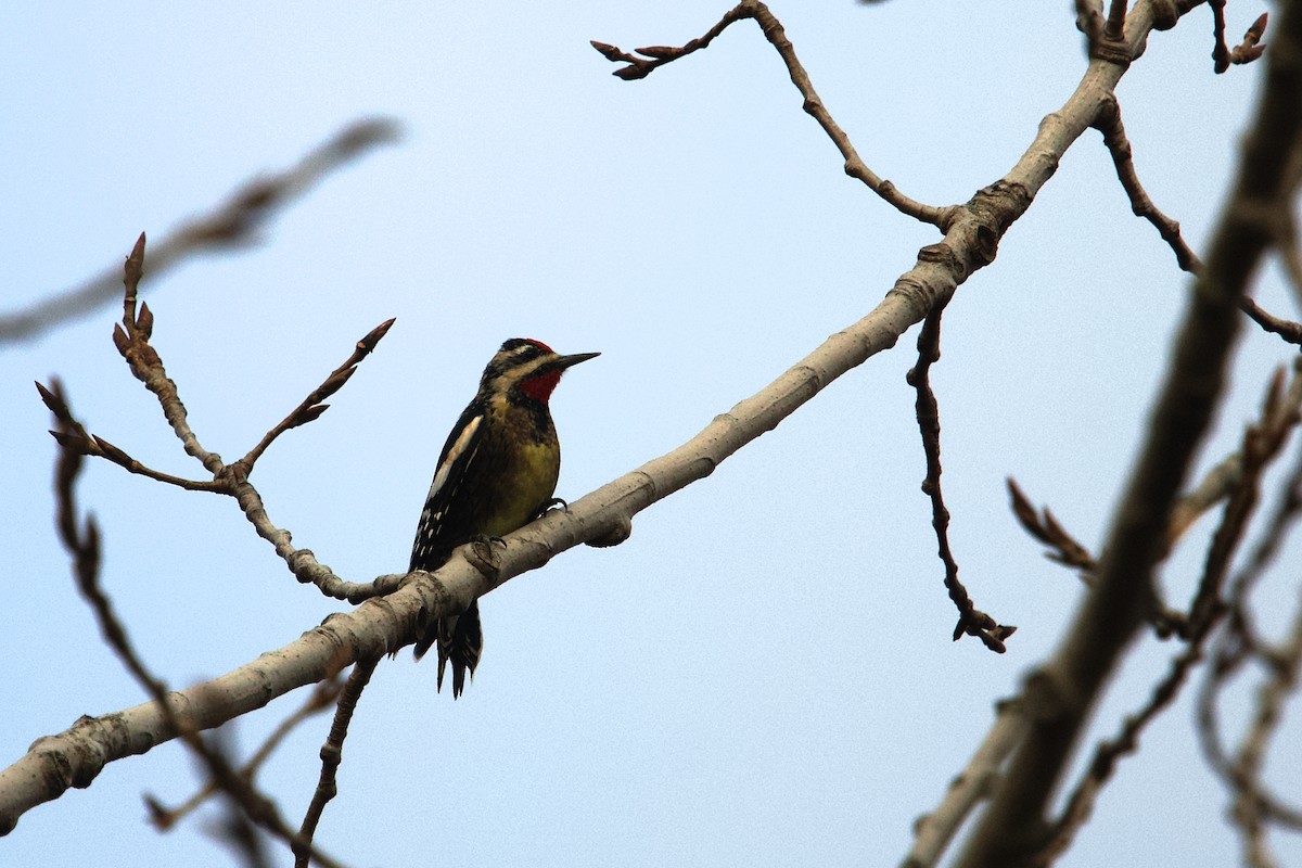 Yellow-bellied Sapsucker - ML645618376