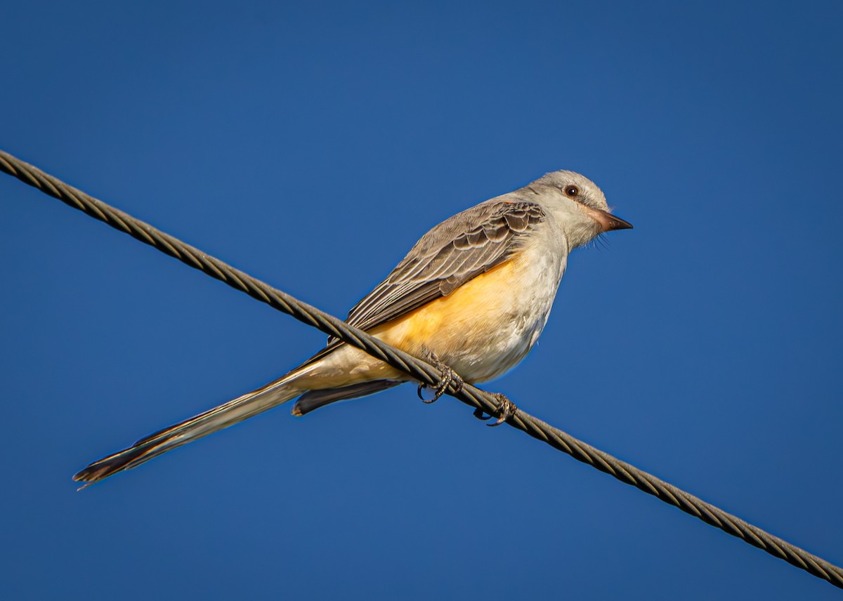 Scissor-tailed Flycatcher - ML645618383