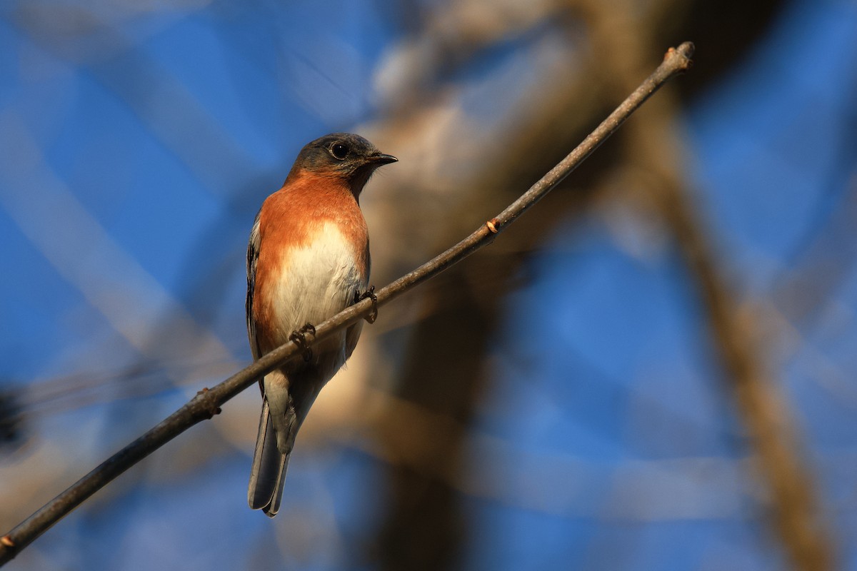 Eastern Bluebird - ML645618384