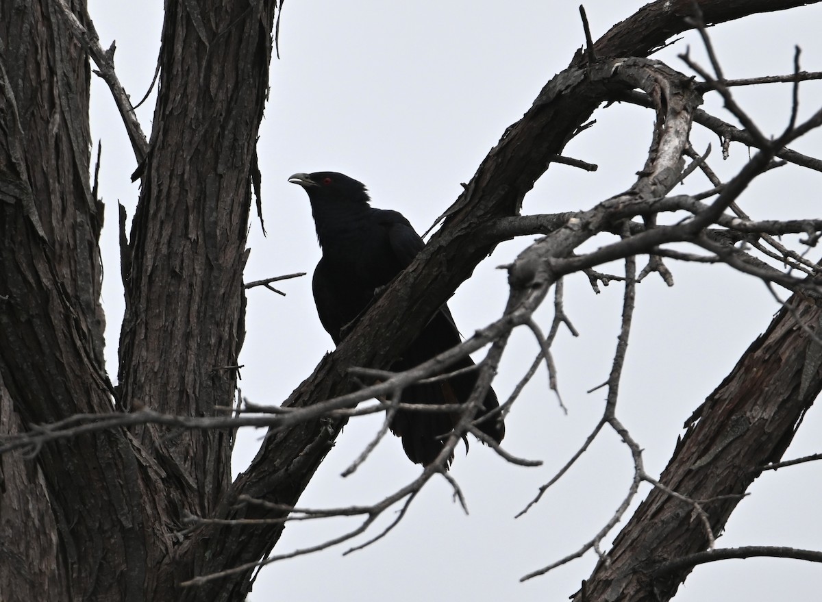 Pacific Koel - ML645618390