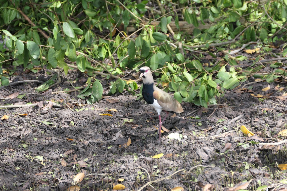 Southern Lapwing - ML645618393
