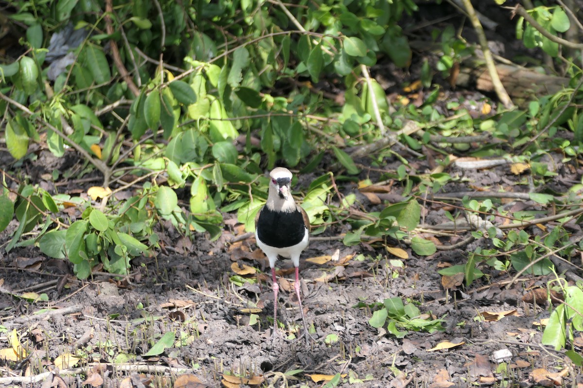 Southern Lapwing - ML645618394
