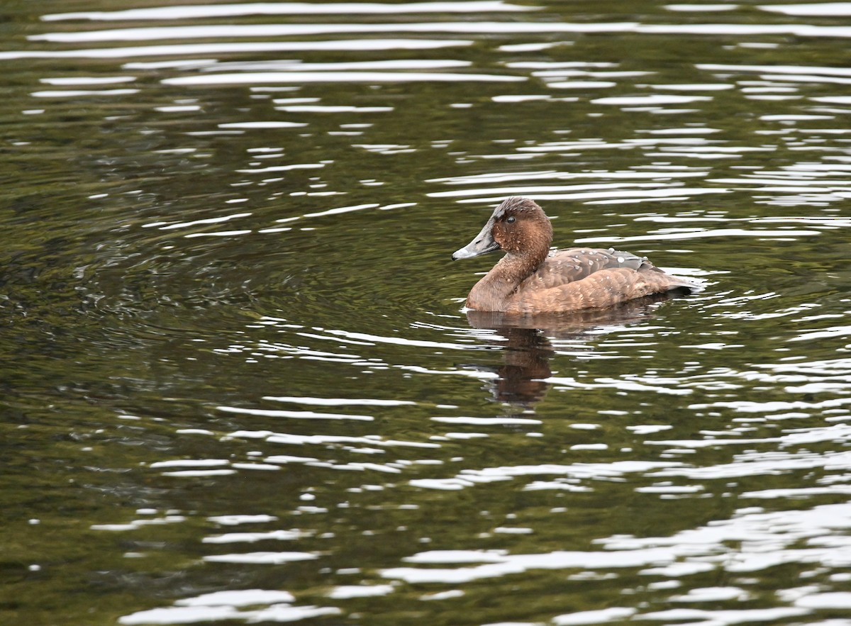 オーストラリアメジロガモ - ML645618400