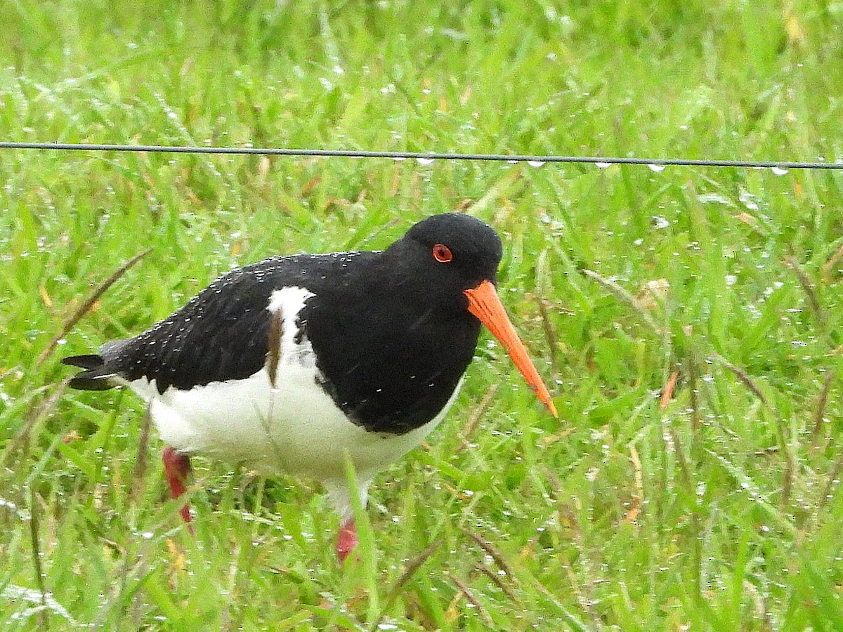 South Island Oystercatcher - ML645618401