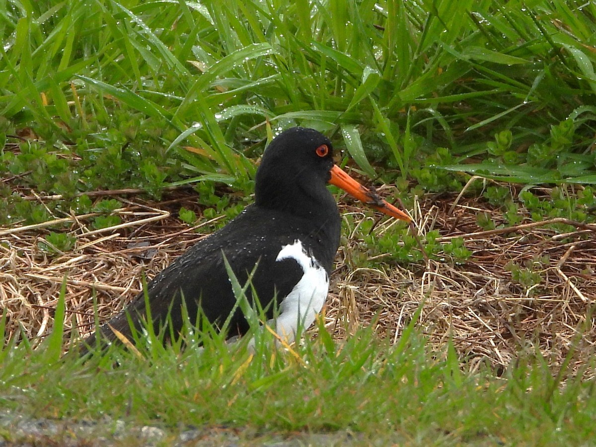 South Island Oystercatcher - ML645618402