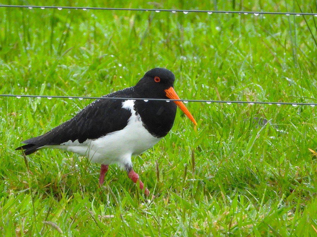 South Island Oystercatcher - ML645618403