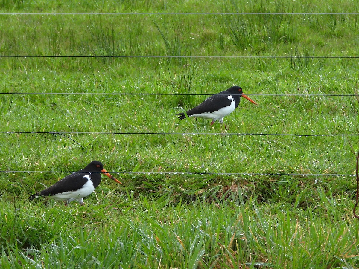 South Island Oystercatcher - ML645618405
