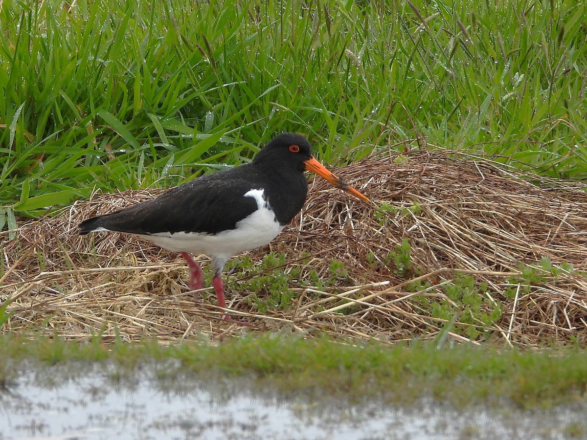 South Island Oystercatcher - ML645618406