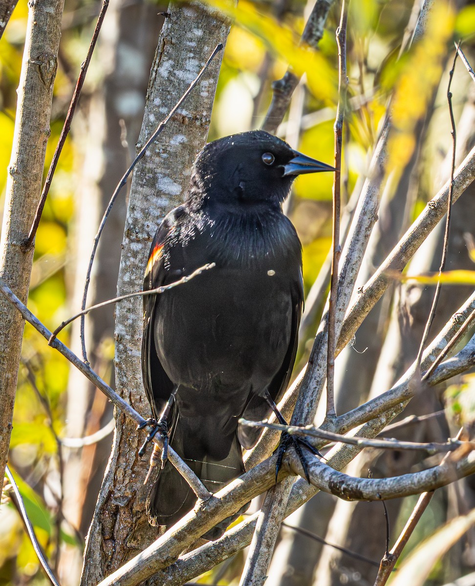 ハゴロモガラス - ML645618407