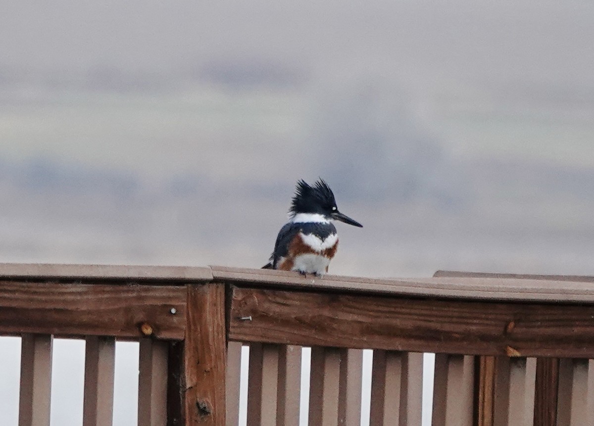 Belted Kingfisher - ML645618408