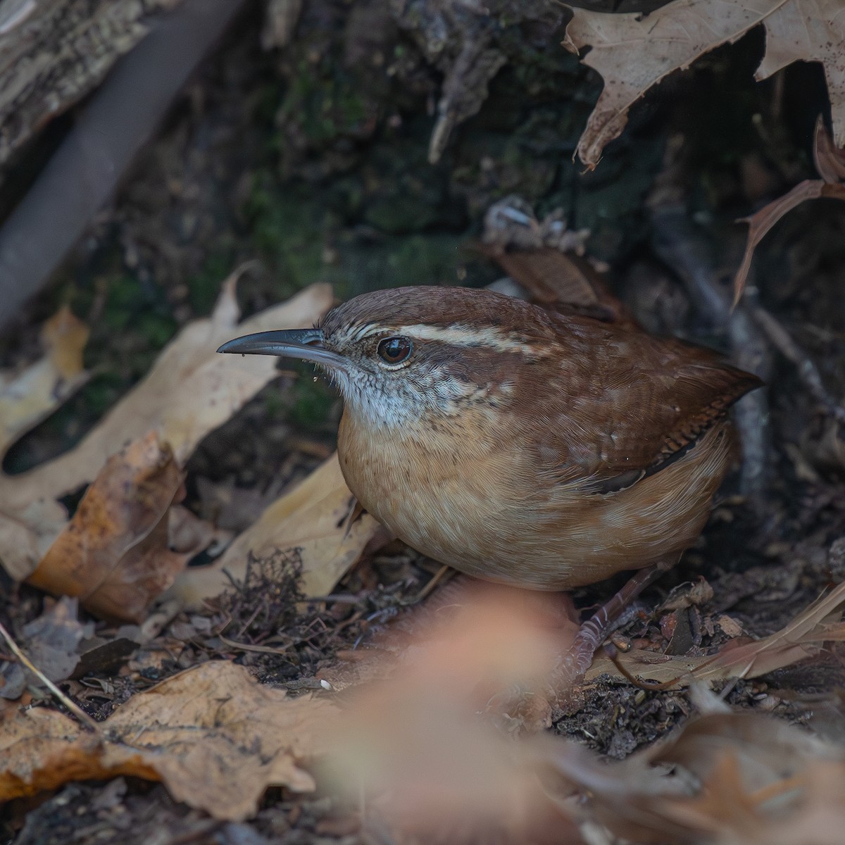 Cucarachero de Carolina - ML645618412