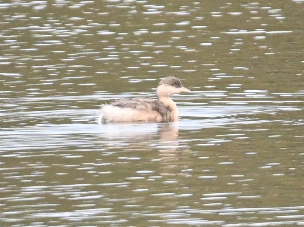 Hoary-headed Grebe - ML645618413