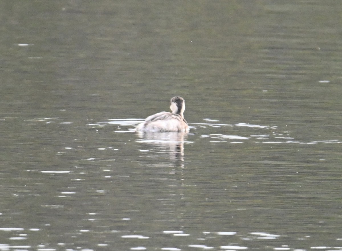 Hoary-headed Grebe - ML645618414