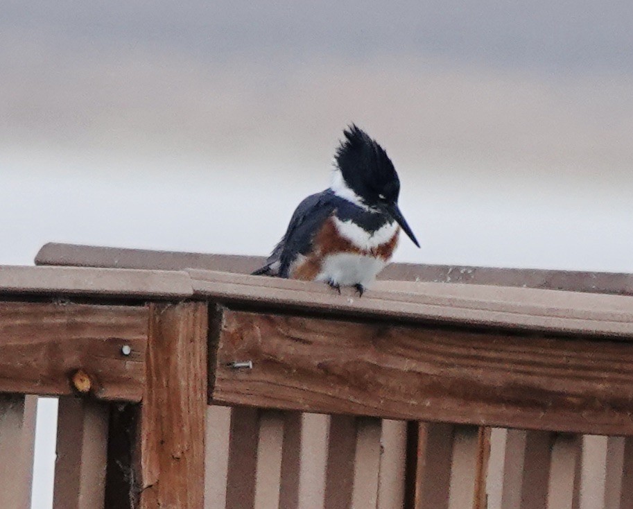 Belted Kingfisher - ML645618415