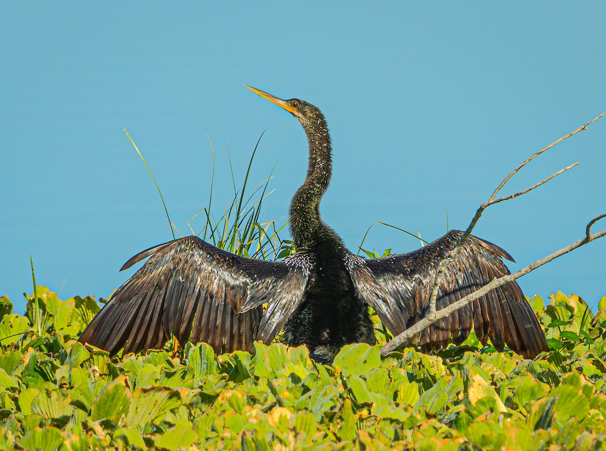 Anhinga - ML645618425