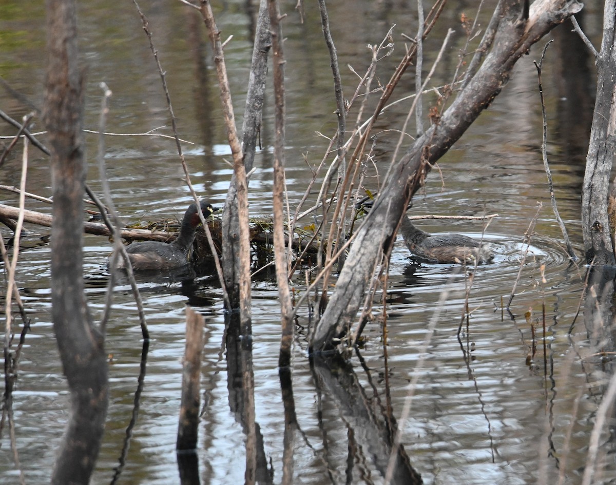 Австралийская поганка - ML645618441
