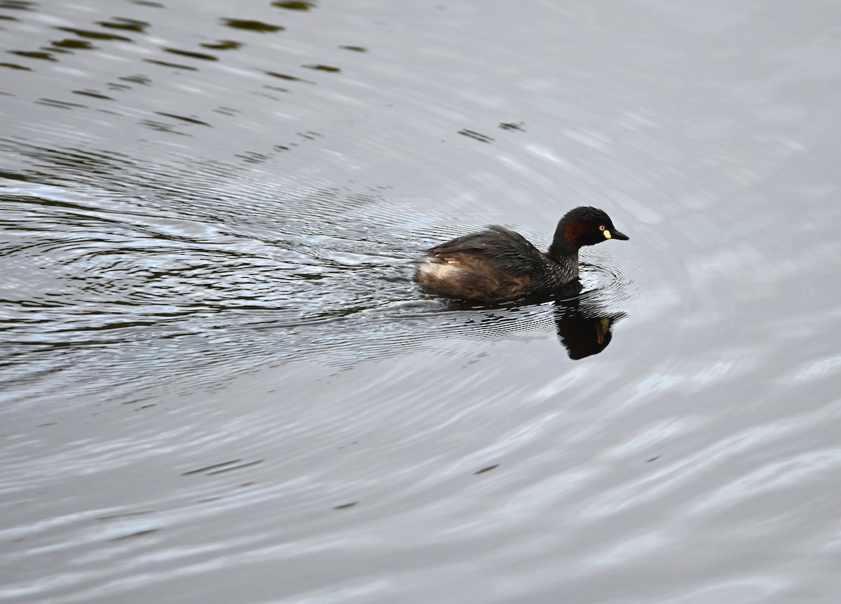 Австралийская поганка - ML645618443
