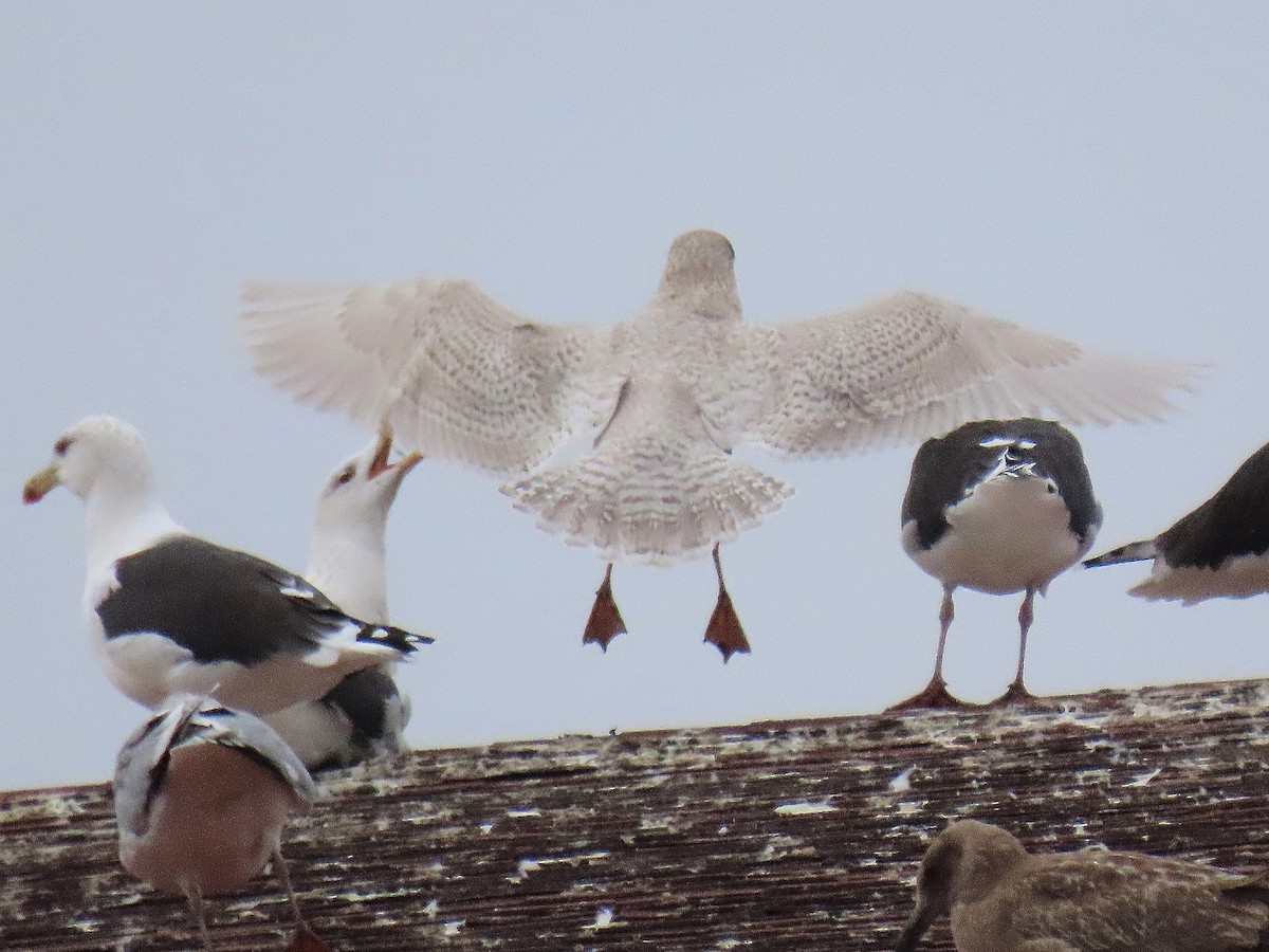Iceland Gull - ML645618448