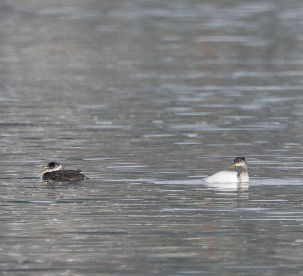 Пірникоза сірощока - ML645618452